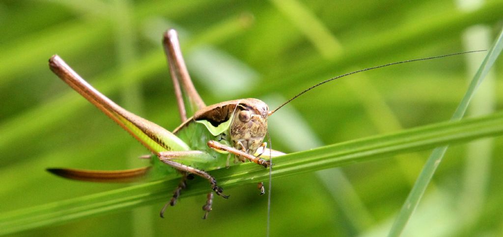 Altro Tettigoniidae da identificare